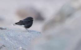 Image of White-crowned Black Wheatear