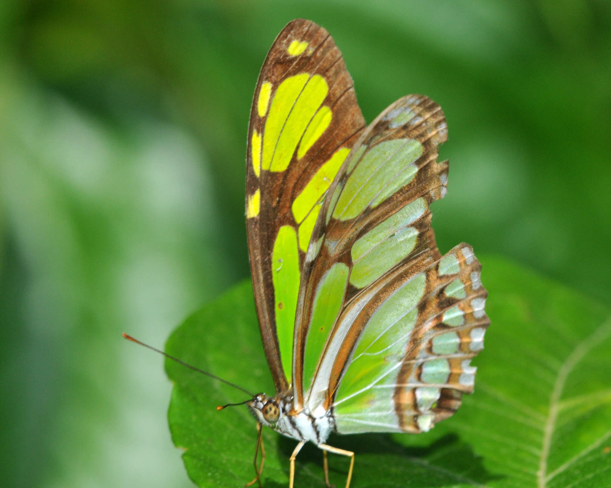 Слика од Philaethria dido Linnaeus 1763