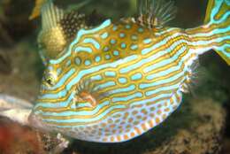 Image of Shaw&#39;s cowfish