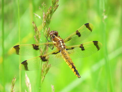 Image of Painted Skimmer