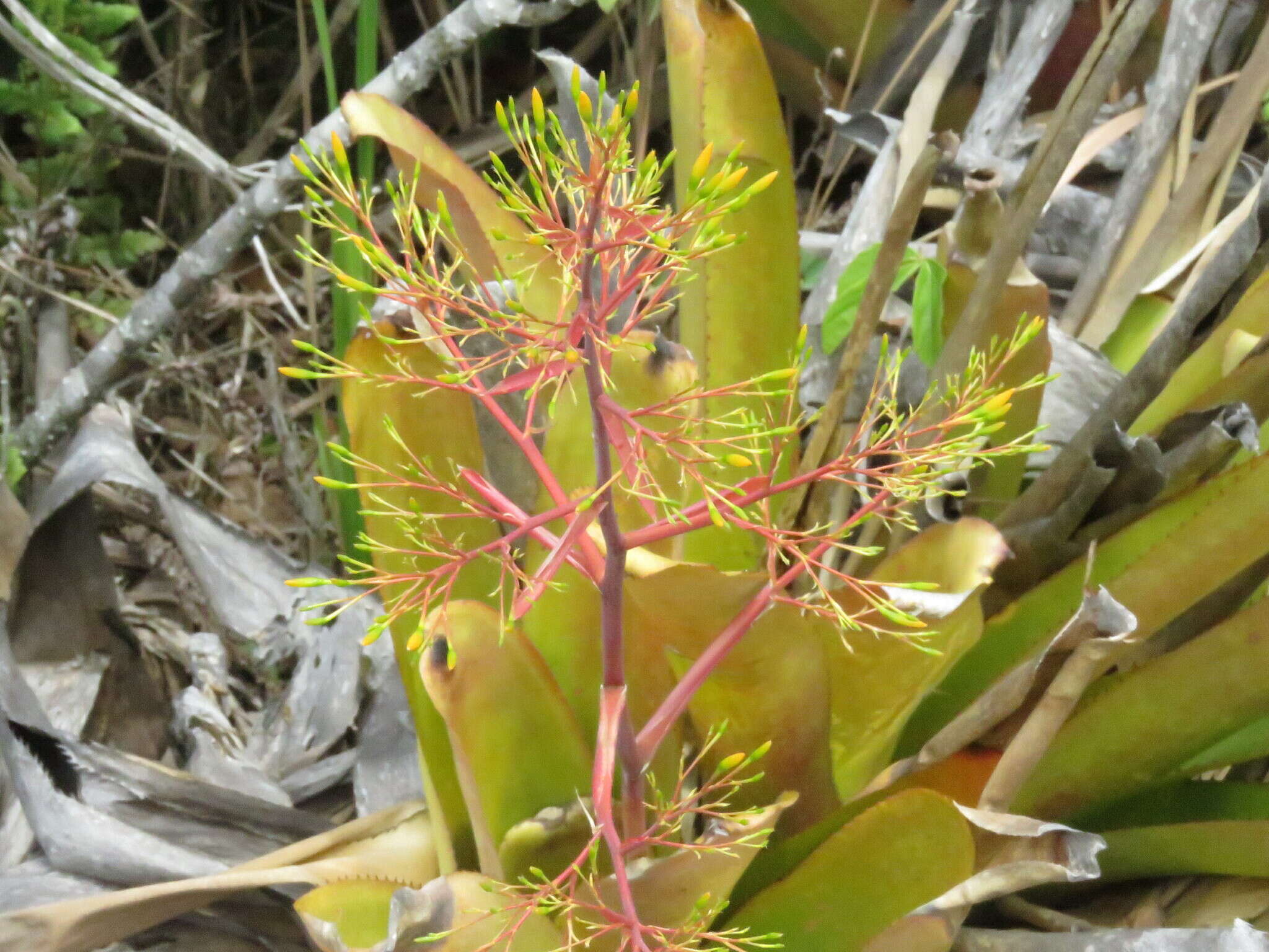 Слика од Aechmea leptantha (Harms) Leme & J. A. Siqueira