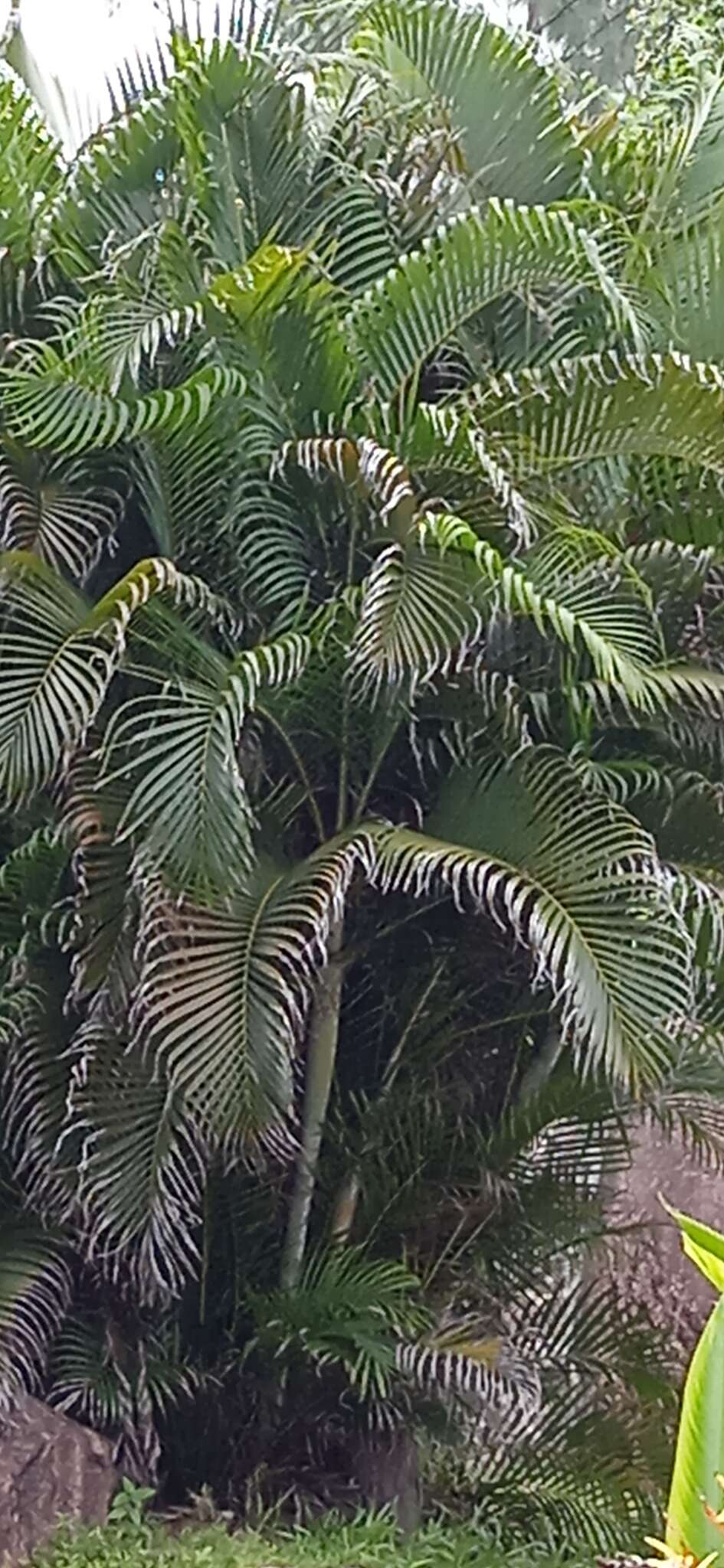 Image of Areca Palm