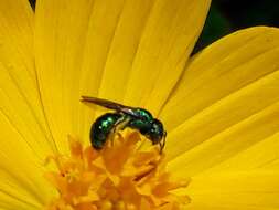 Image de Ceratina chloris (Fabricius 1804)