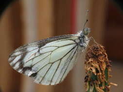 Image of Pine White