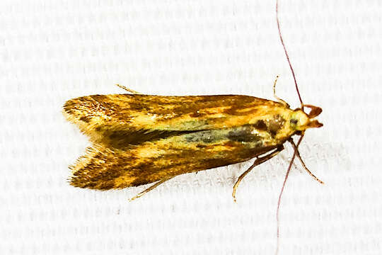 Image of Moth