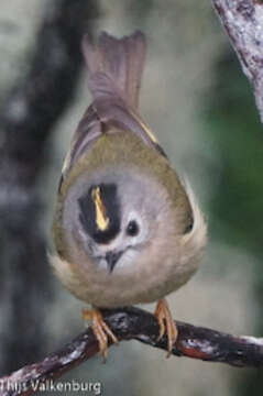 Image of Regulus regulus teneriffae Seebohm 1883