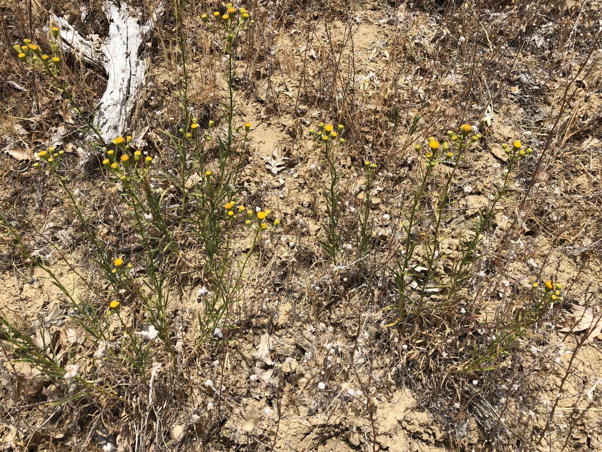 Image of California rayless fleabane