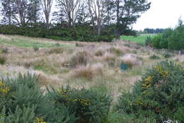 Plancia ëd Chionochloa rubra subsp. cuprea Connor