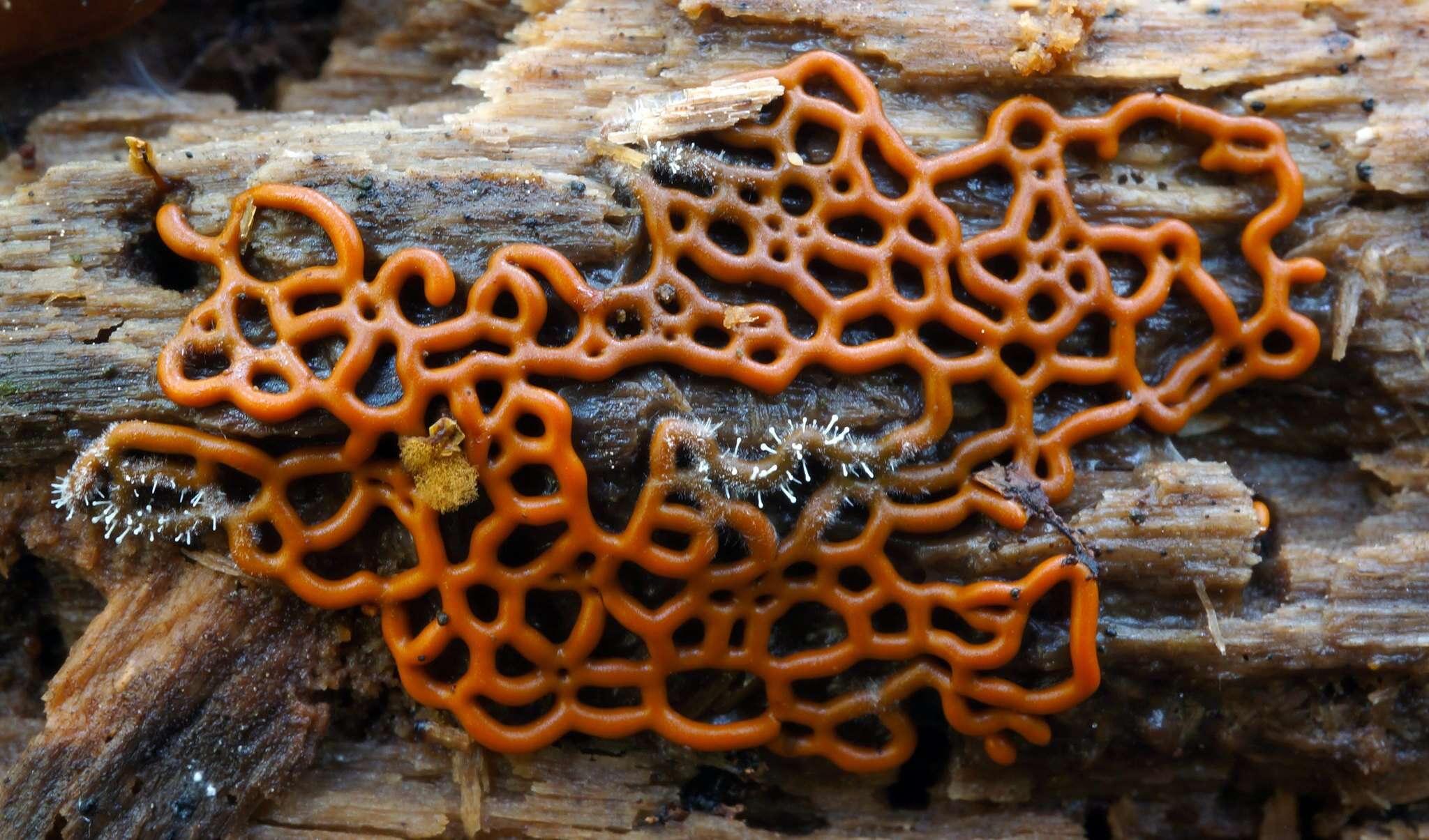 Image of Pretzel slime mold