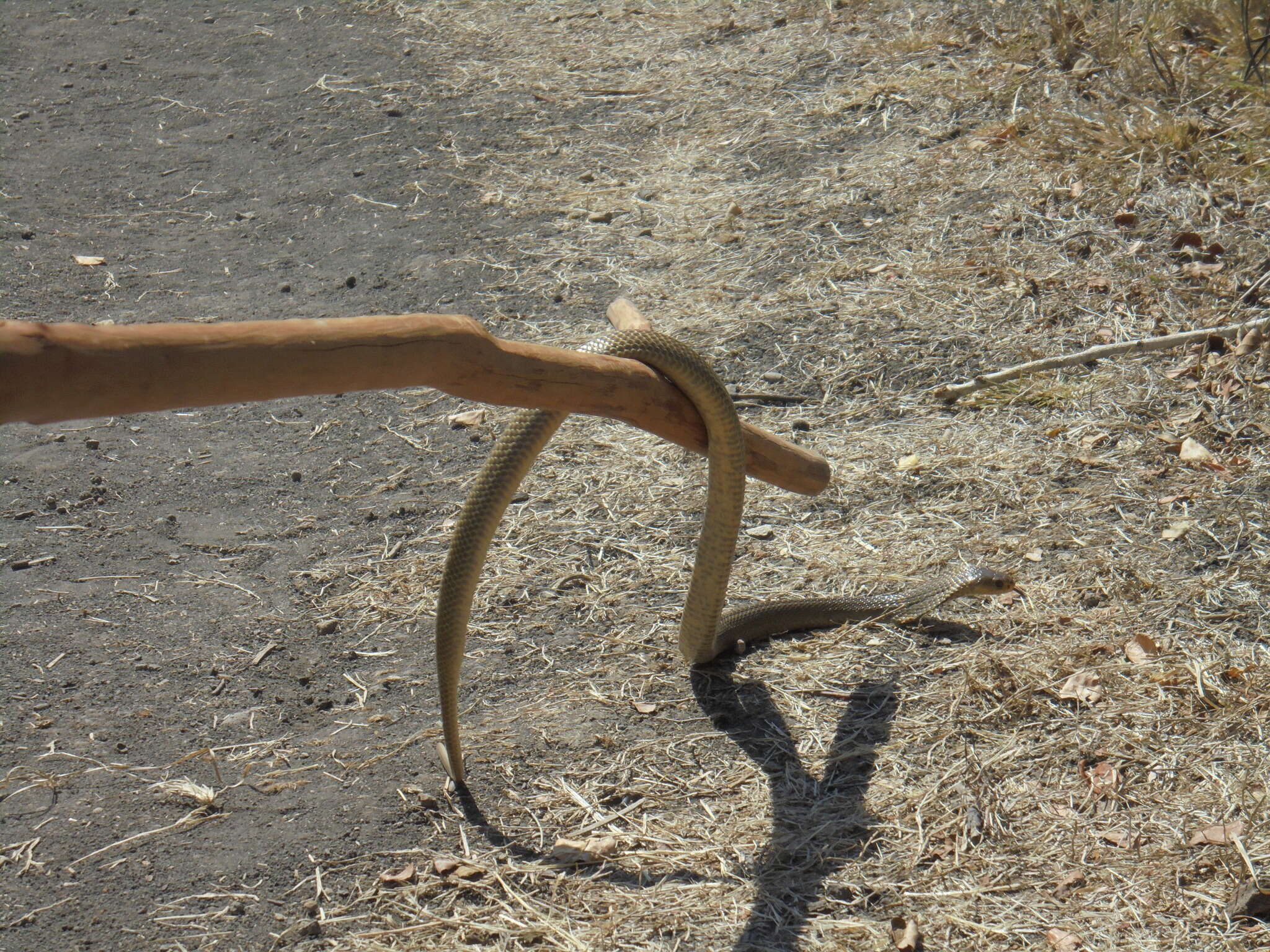 Image of Indonesian Cobra