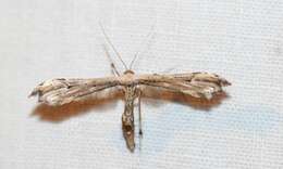 Image of Eupatorium Plume Moth