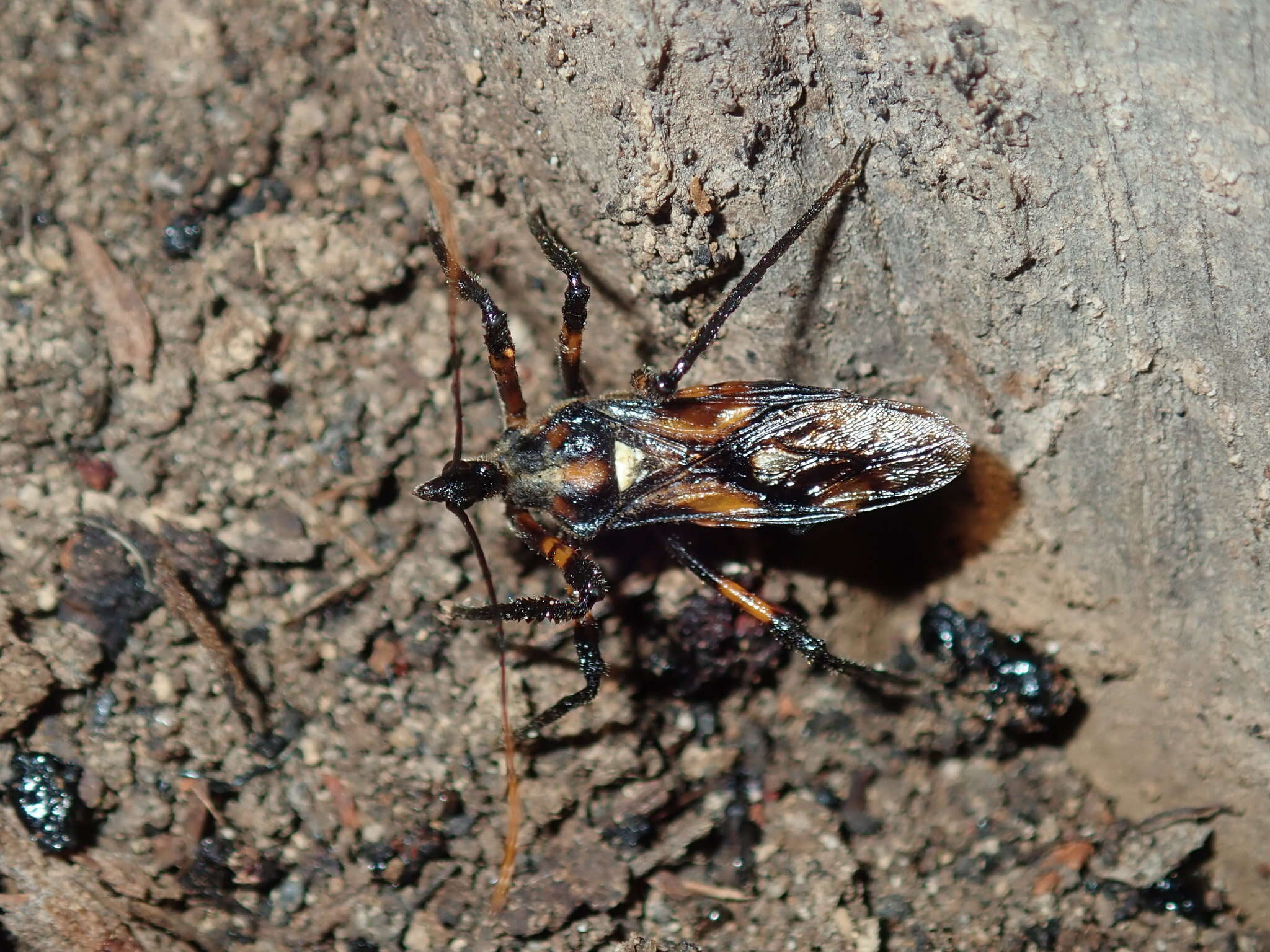 Image of Austrovelinus varius (Fabricius 1775)