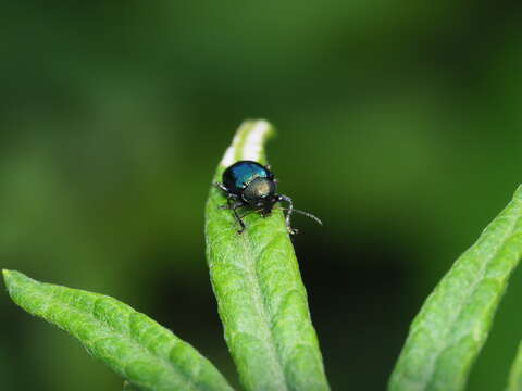 Image of <i>Basilepta fulvipes</i>