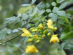 صورة Senna pendula var. glabrata (Vogel) H. S. Irwin & Barneby