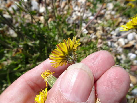 Image of beaked hawksbeard