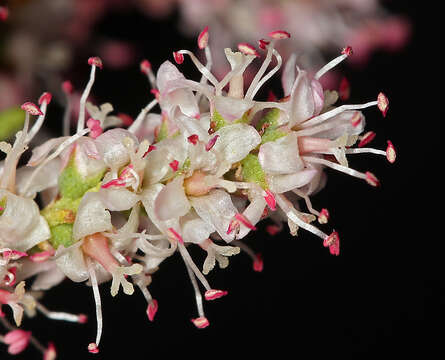 Image of smallflower tamarisk