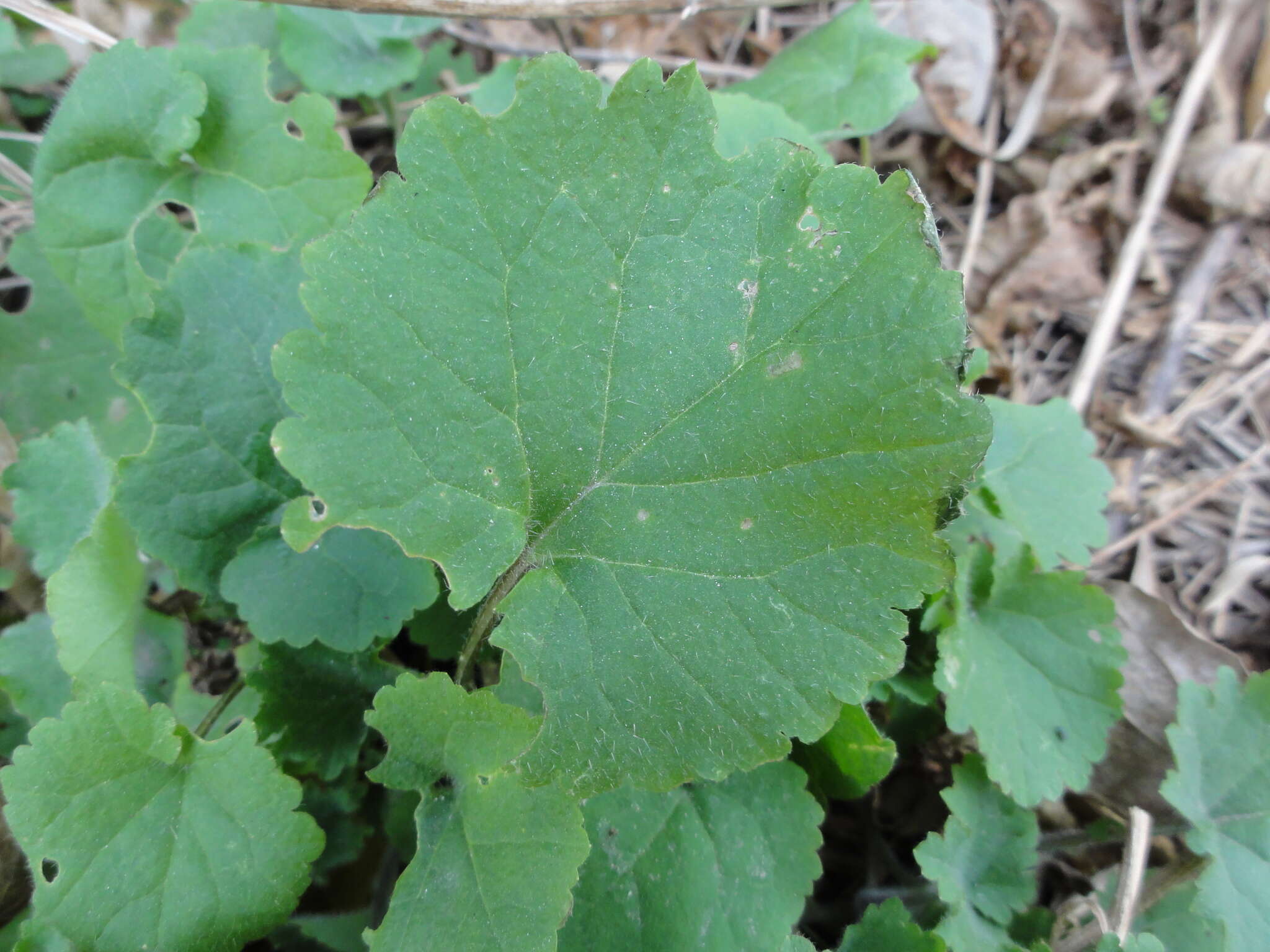 Imagem de Orychophragmus violaceus (L.) O. E. Schulz