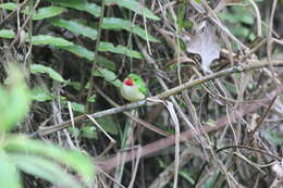 Image of Jamaican Tody