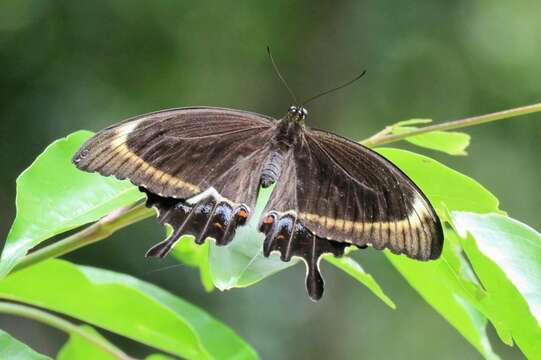 Image of Canopus Swallowtail