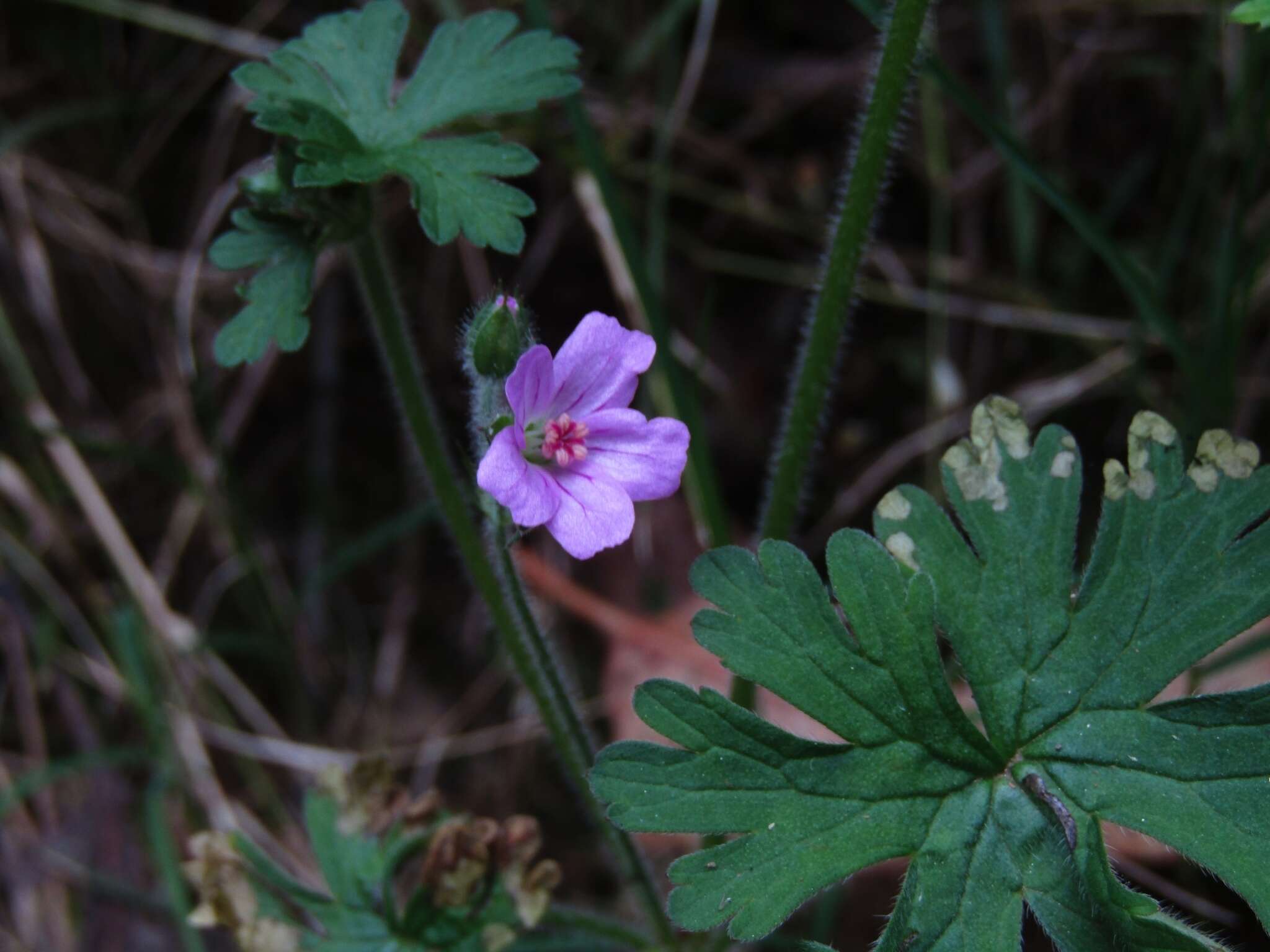 Image of Geranium berteroanum Colla