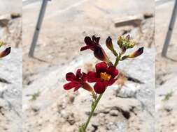 Image de Argylia radiata (L.) D. Don