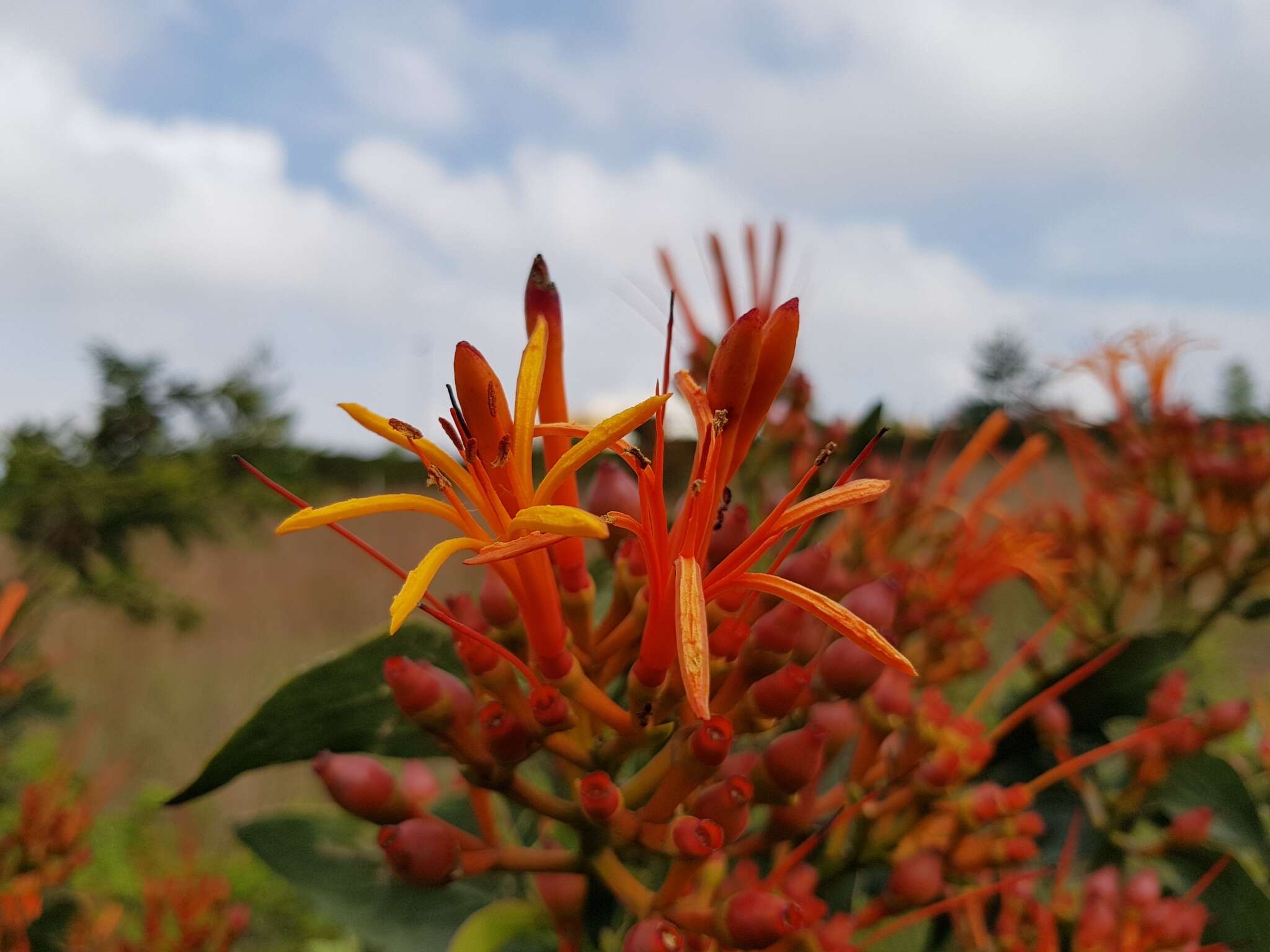 Image of Psittacanthus calyculatus (DC.) G. Don