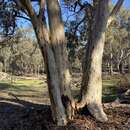 Image of Eucalyptus wandoo subsp. wandoo