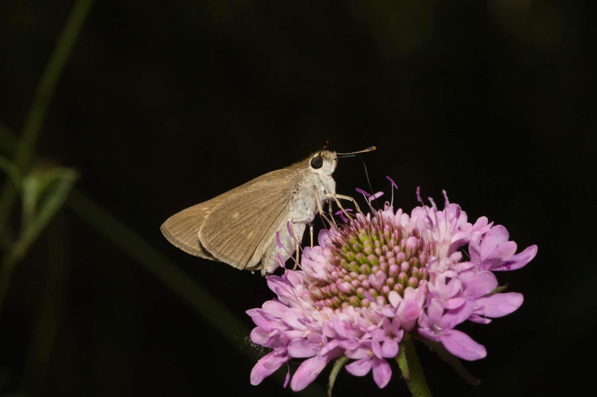 Gegenes nostrodamus Fabricius 1793 resmi