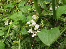 Image of San Francisco woodland-star