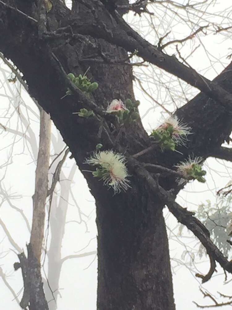 榴玉蕊属的圖片