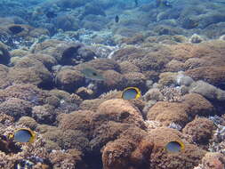 Image of Black-back Butterflyfish