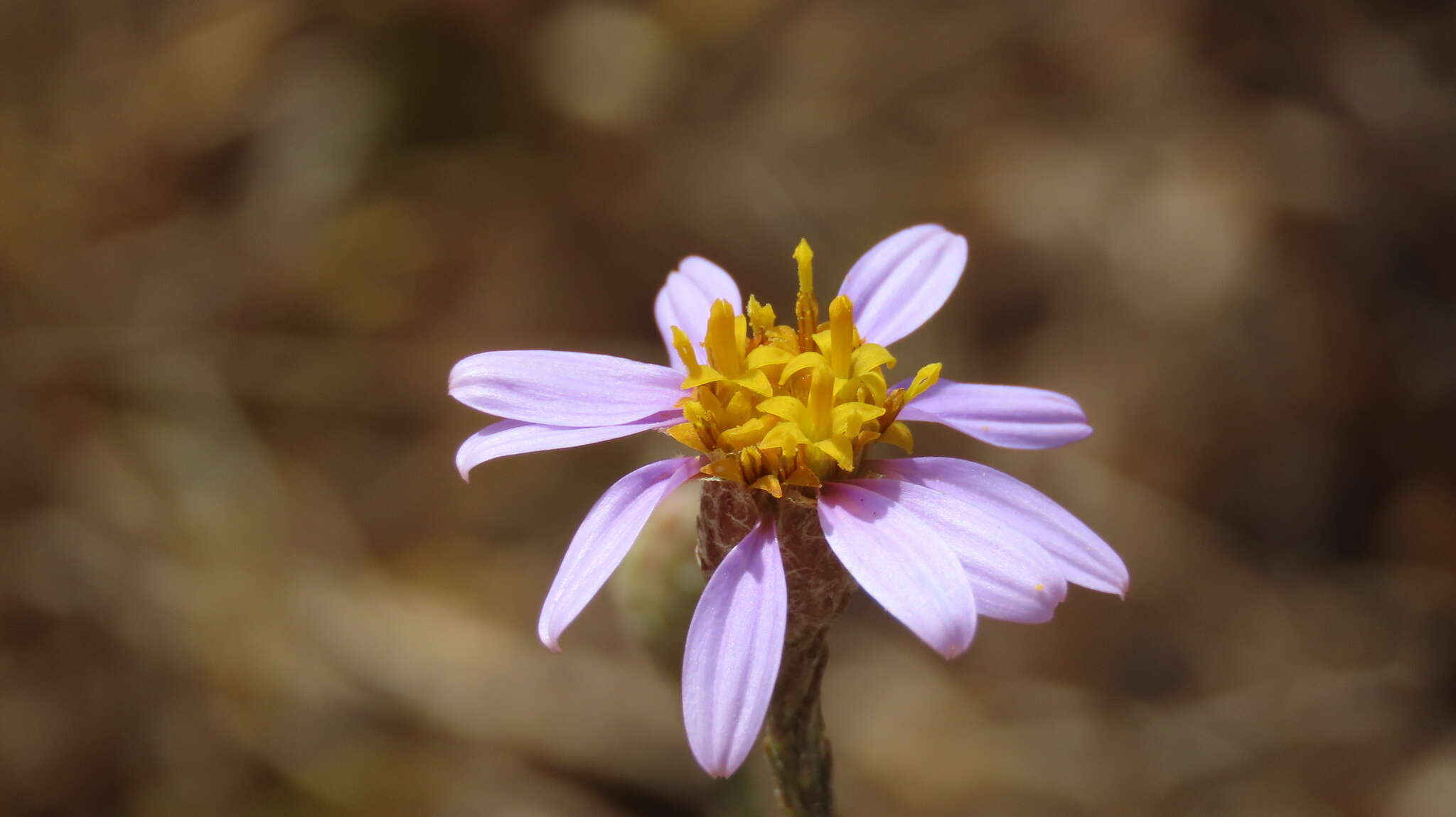 Image of Galatella aragonensis Nees