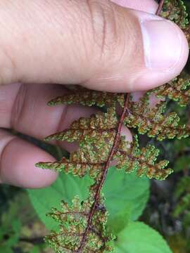 Plancia ëd Myriopteris myriophylla (Desv.) J. Sm.