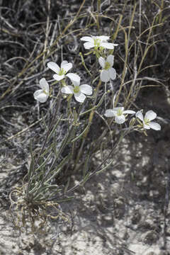 Image of White Sands fanmustard