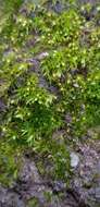 Image of pseudephemerum moss