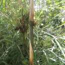 Image of Chusquea longifolia Swallen