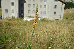 Imagem de Digitalis ferruginea L.