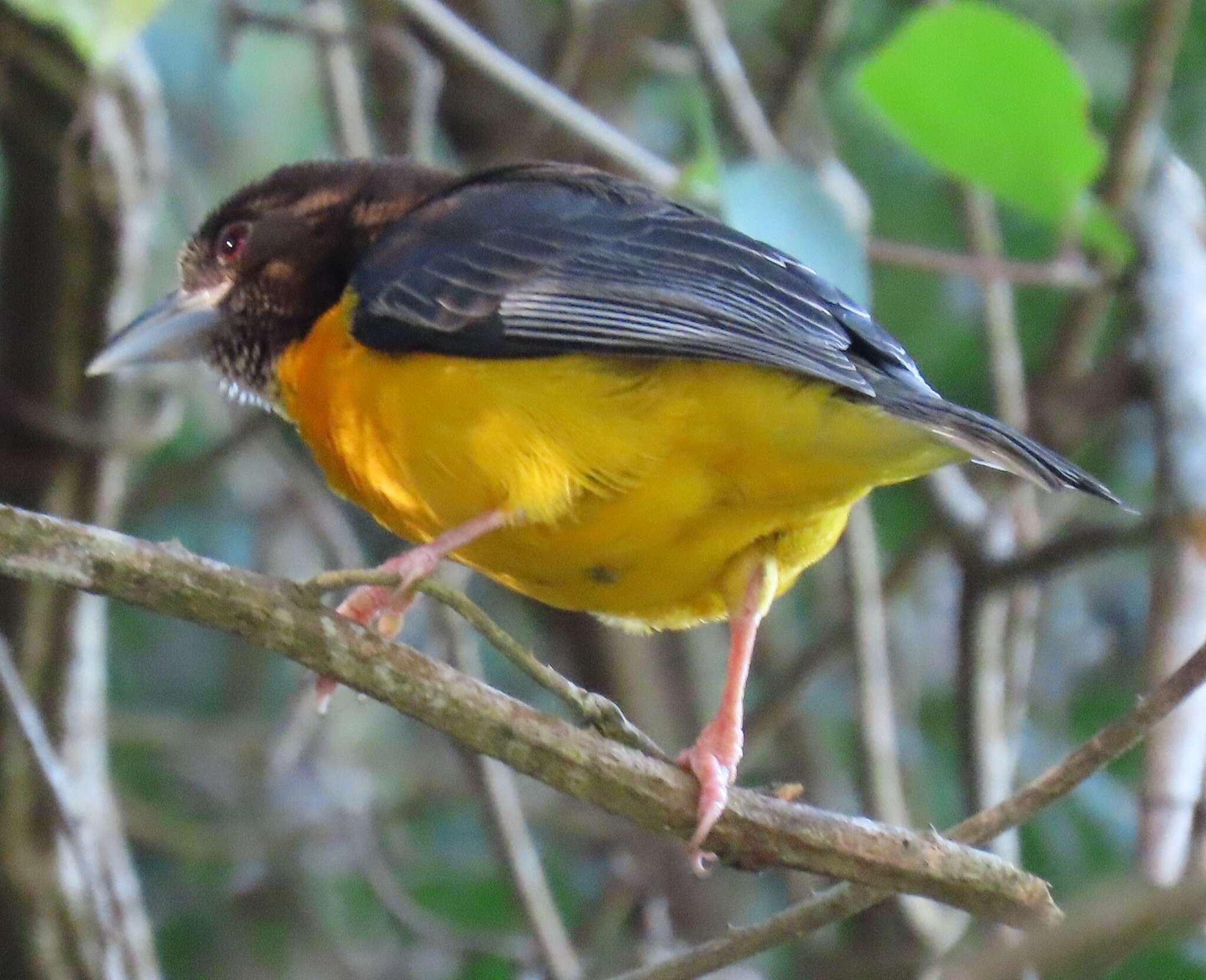 صورة Ploceus bicolor stictifrons (Fischer, GA & Reichenow 1885)