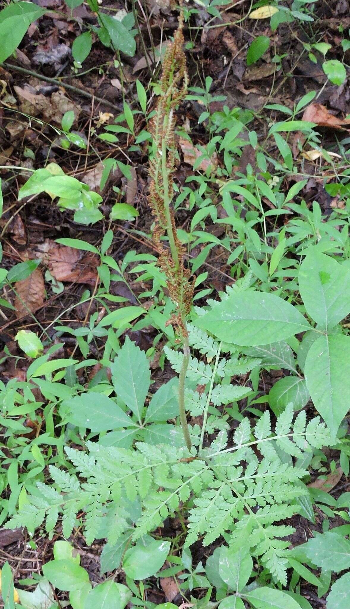 Image of Botrypus virginianus (L.) Michx.