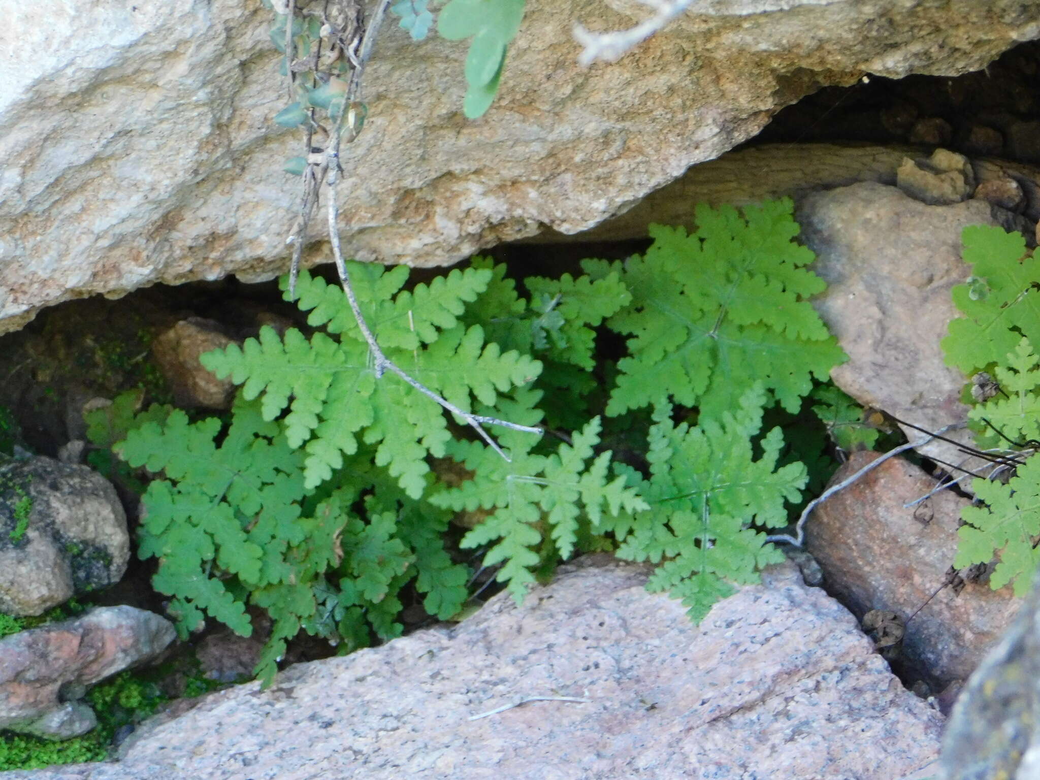 Image of Maxon's goldback fern