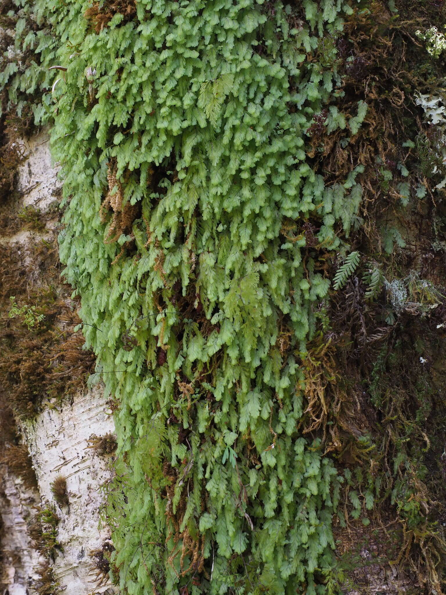 Image de Hymenophyllum rarum R. Br.