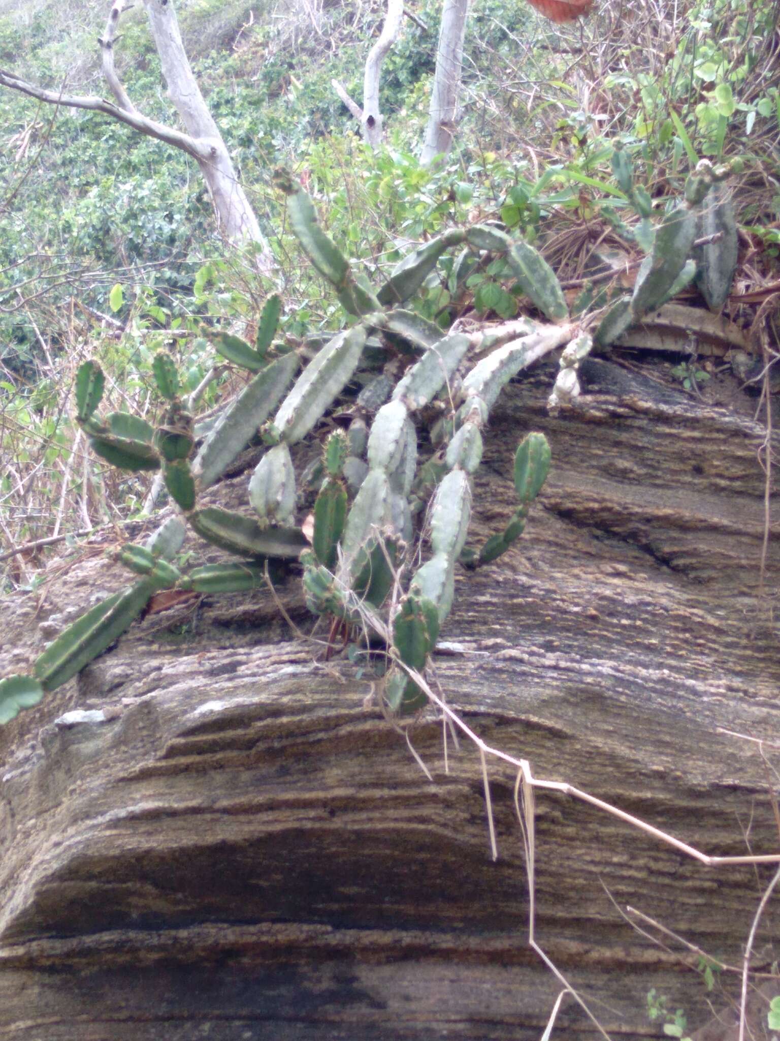 Image of Cereus fernambucensis subsp. fernambucensis