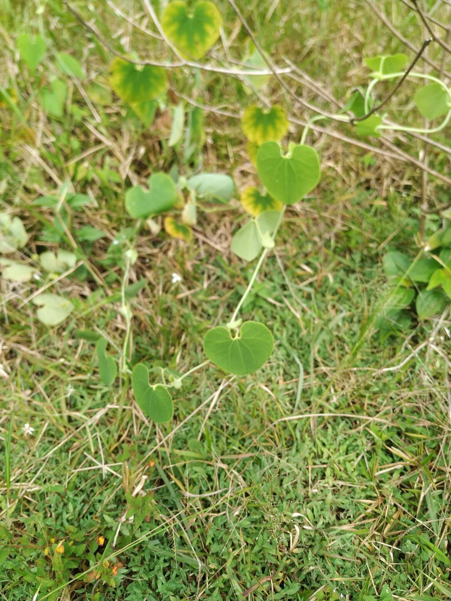 Image de Aristolochia ringens Vahl