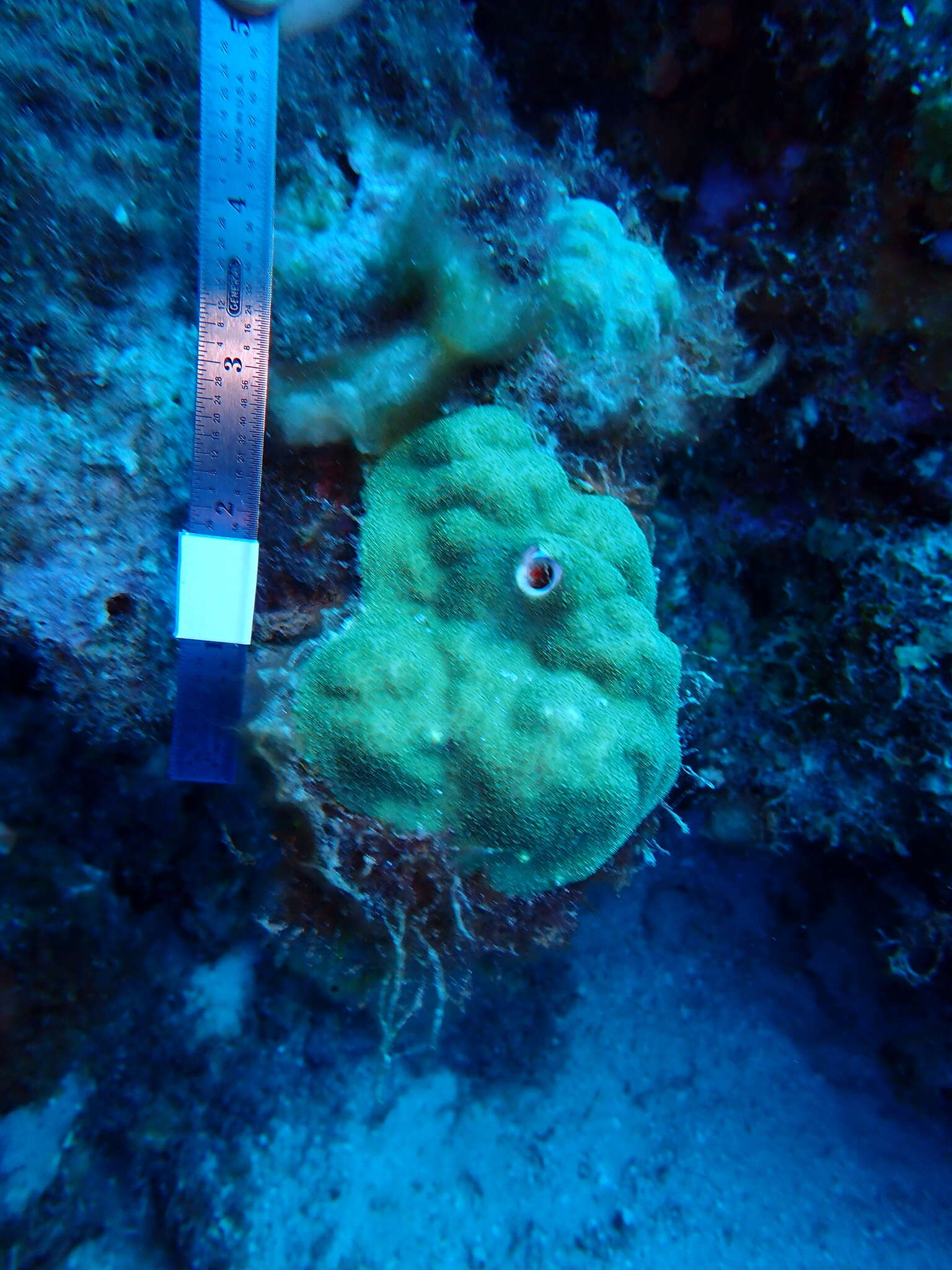 Image of Mustard Hill Coral