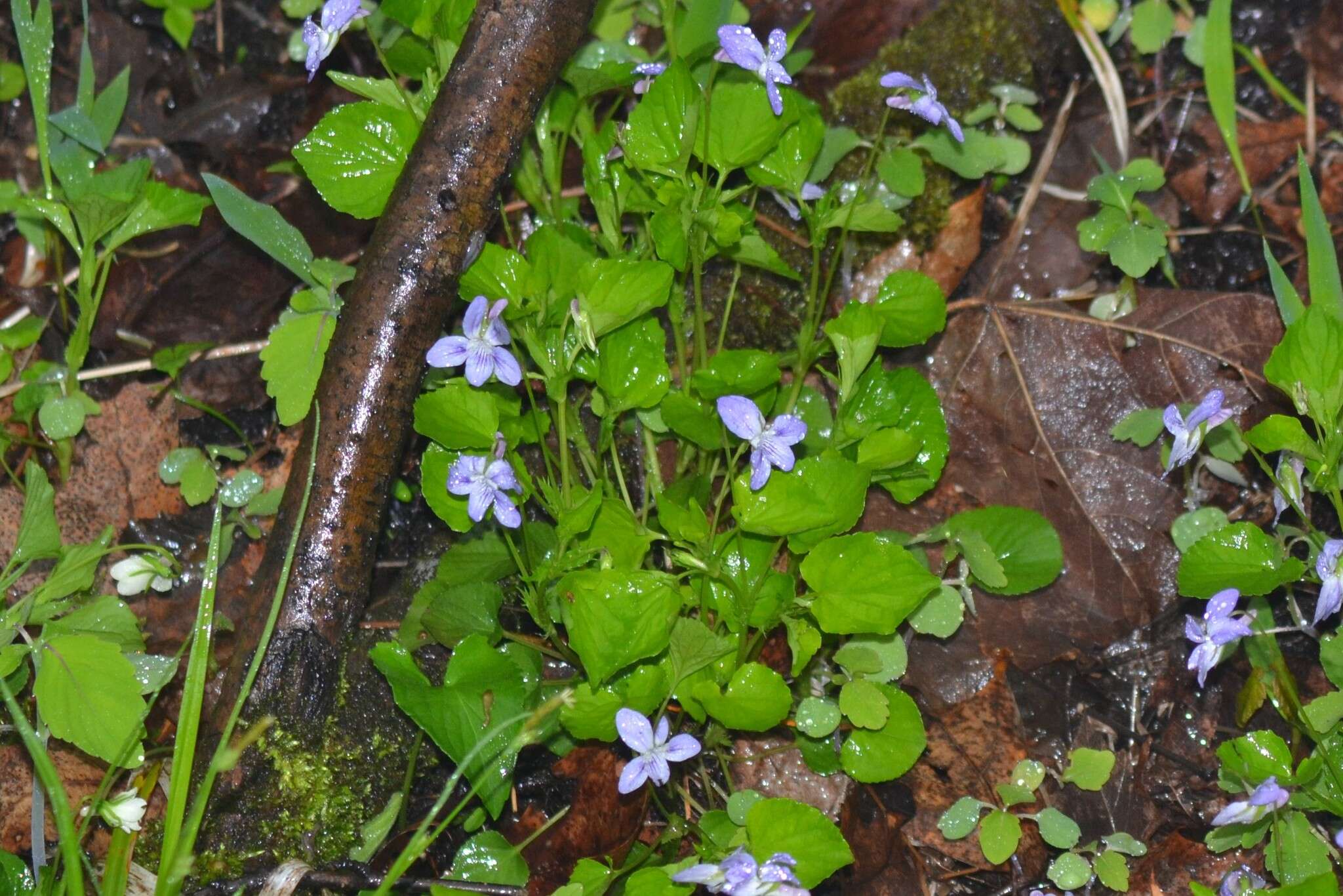 Image of alpine violet