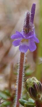 Imagem de Pinguicula villosa L.