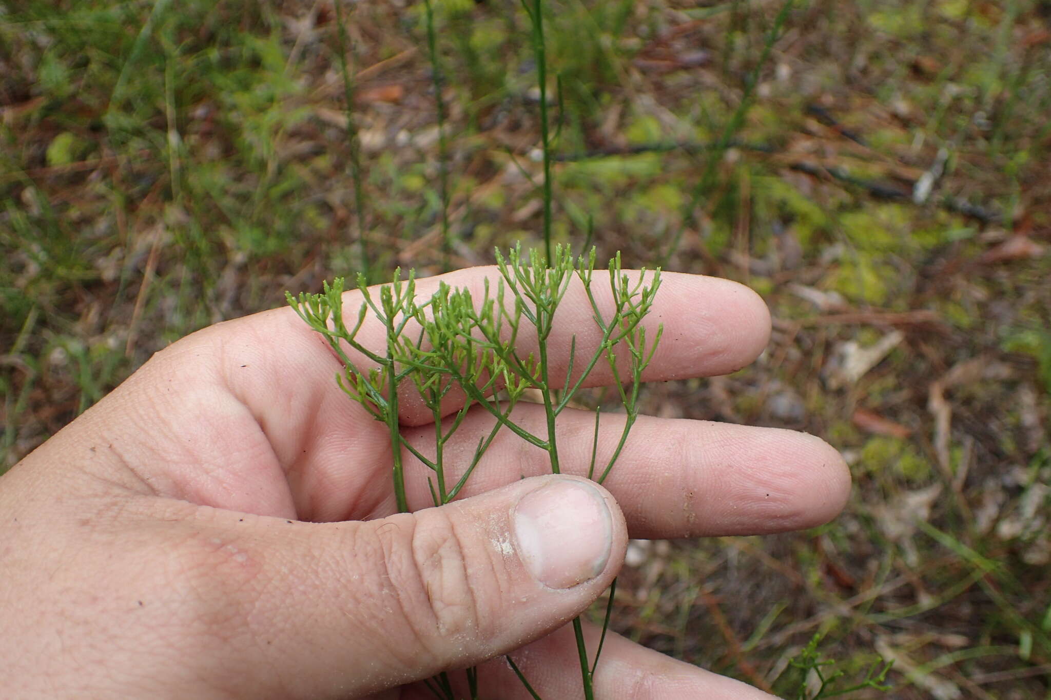 Image of Nuttall's rayless goldenrod