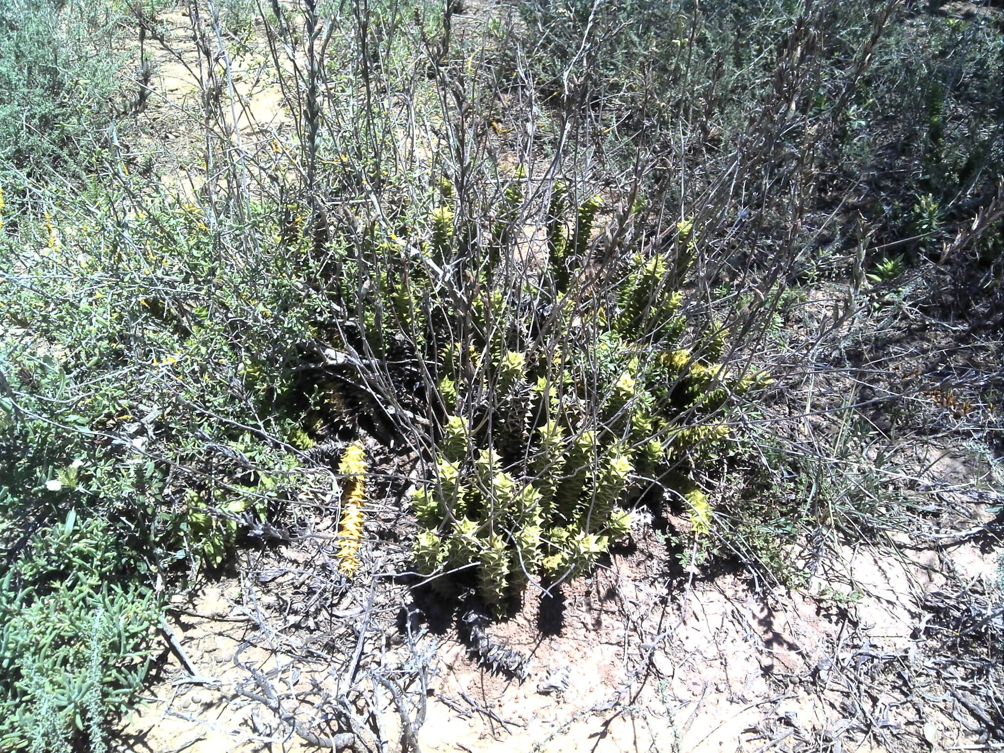 Image of Astroloba foliolosa (Haw.) Uitewaal