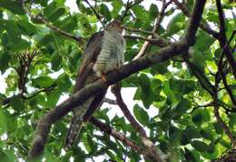 Image of Madagascar Cuckoo