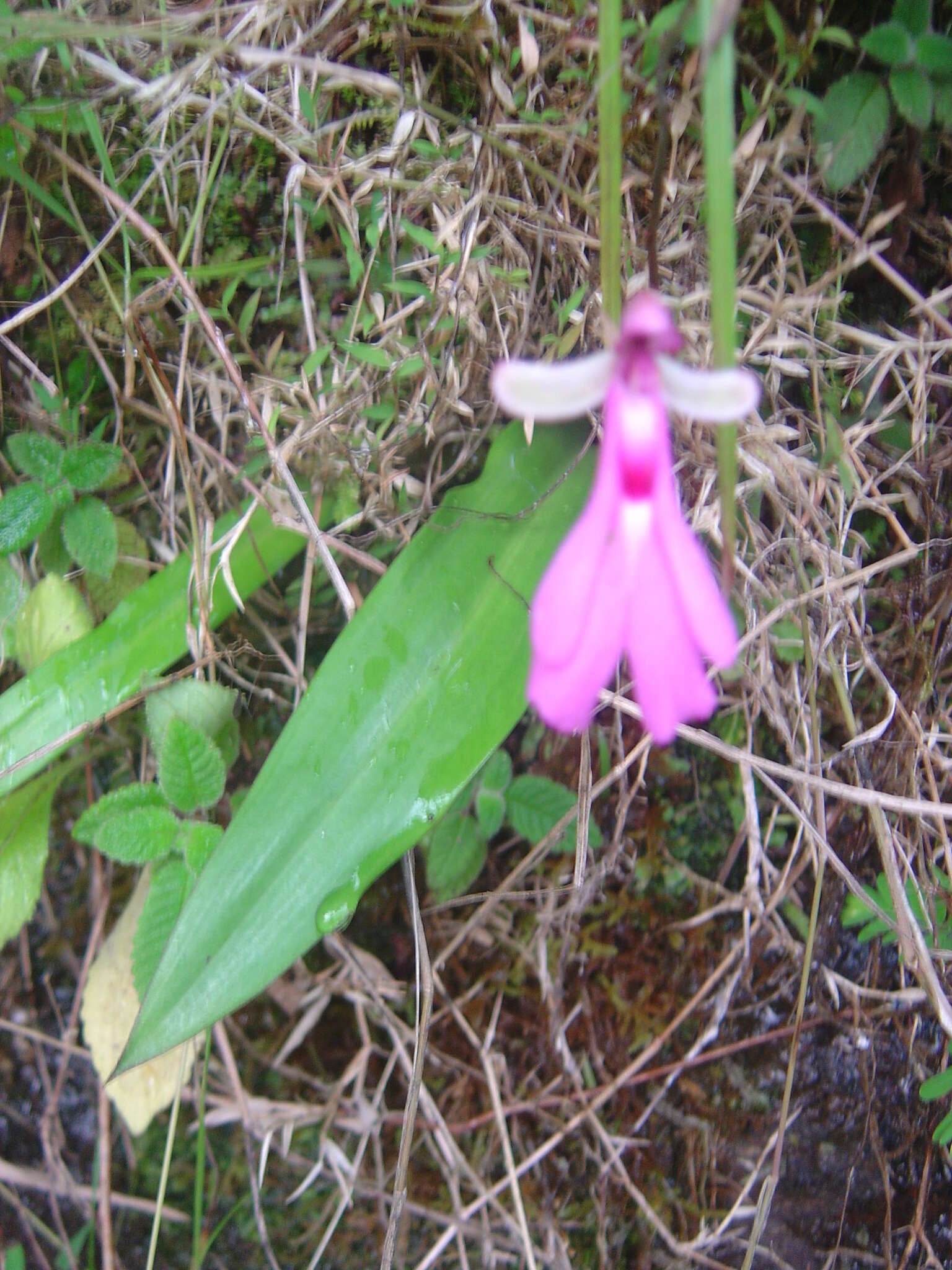 Image of Cynorkis lowiana Rchb. fil.